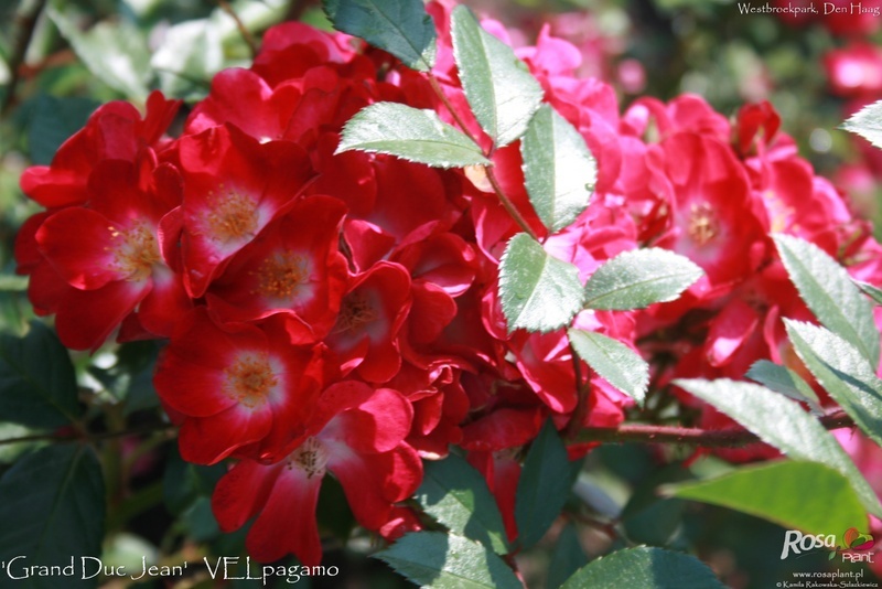 'Grand-Duc Jean ®' rose photo