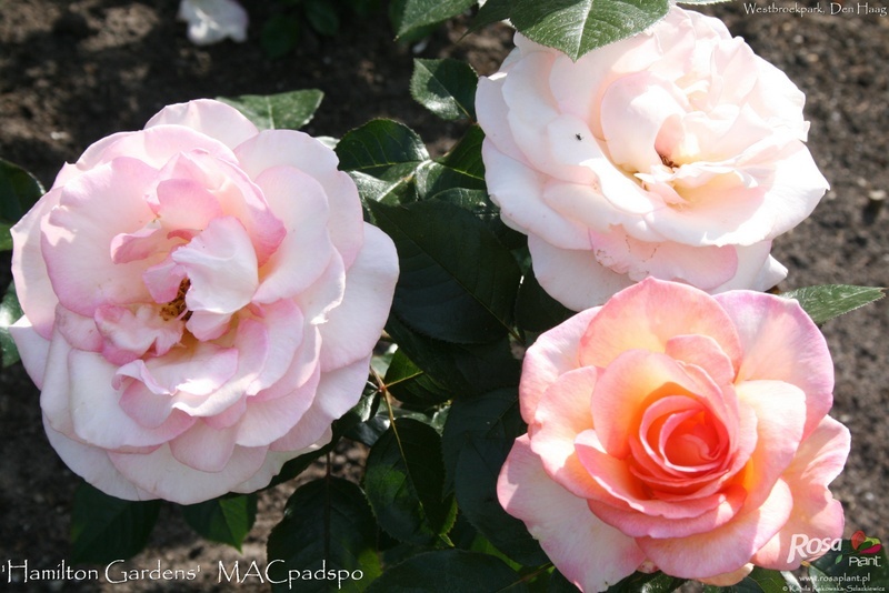'Hamilton Gardens' rose photo