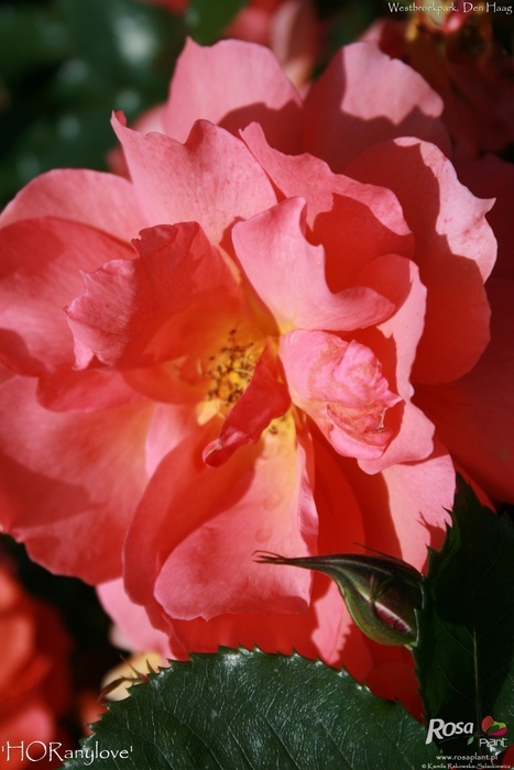 'HORanylove' rose photo