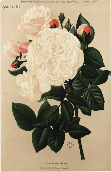 'Aimée Vibert (Noisette, Vibert 1824)' rose photo