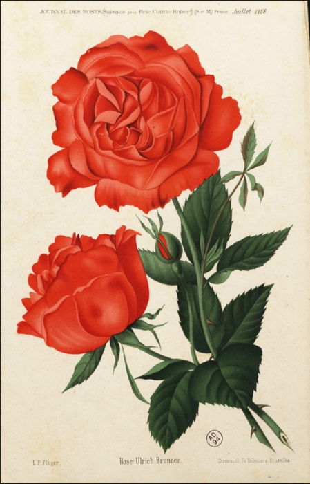 'Ulrich Brunner Fils' rose photo
