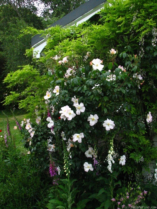 'Sally Holmes (Hybrid Musk, Holmes 1976)' rose photo