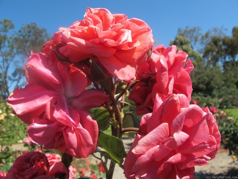 'Lisa Colfax' rose photo