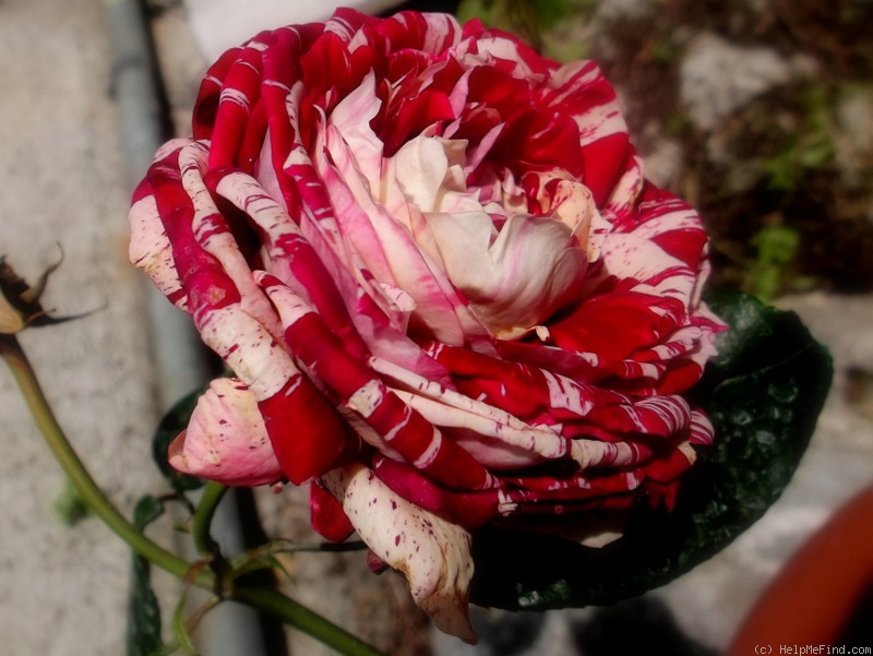 'Julio Iglesias ® (floribunda, Meilland, 2004)' rose photo