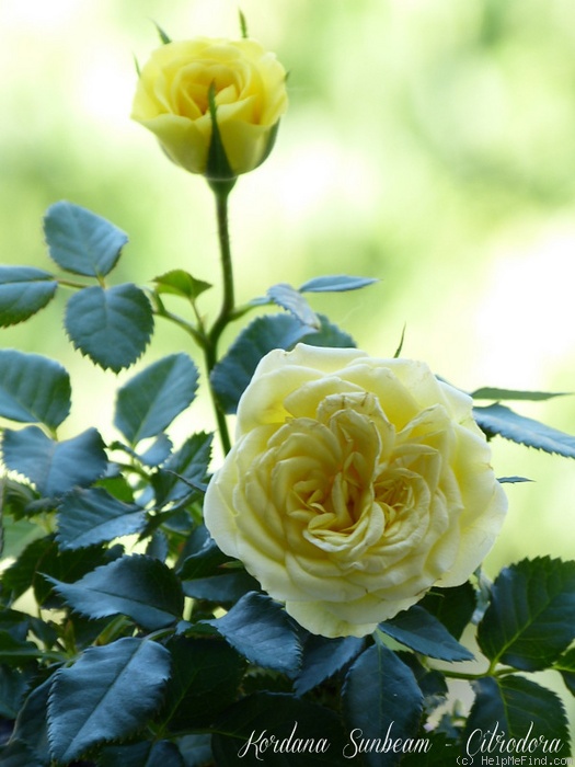 'Sunbeam Kordana ®' rose photo