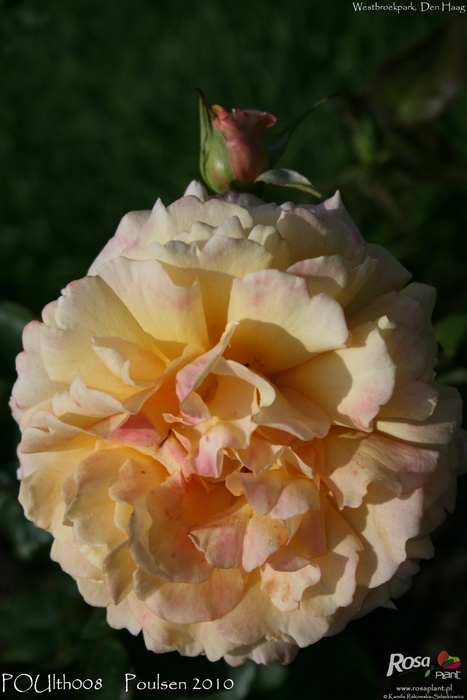 'POUlth008' rose photo