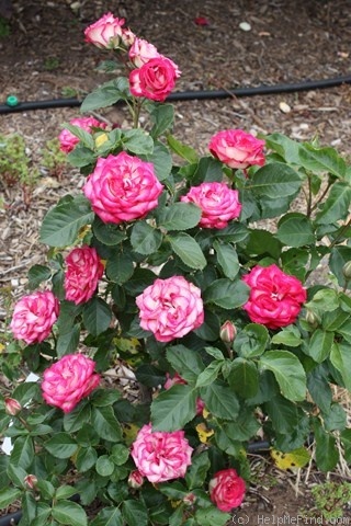 'Imp' rose photo