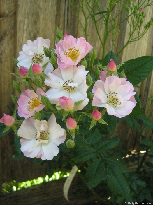 'Apple Blossom (hybrid multiflora, Burbank, 1932)' rose photo