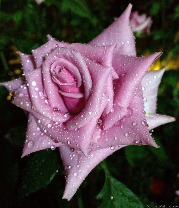 'Blue Curiosa ™' rose photo