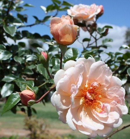 'Ruston's Rose Garden'  photo