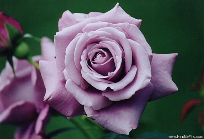 'Charles de Gaulle ®' rose photo