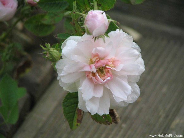 'White de Meaux' rose photo