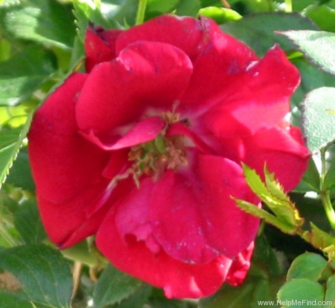 'Ruby Ruby ™' rose photo