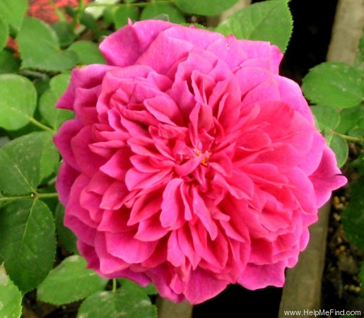 'Prospero ®' rose photo