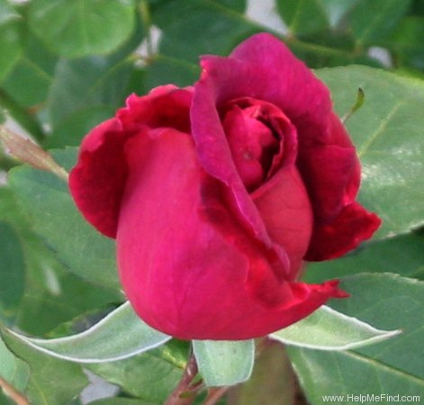 'Mirandy (Hybrid Tea, Lammerts 1944)' rose photo