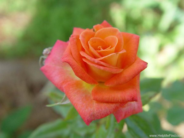 'Tropical Twist' rose photo