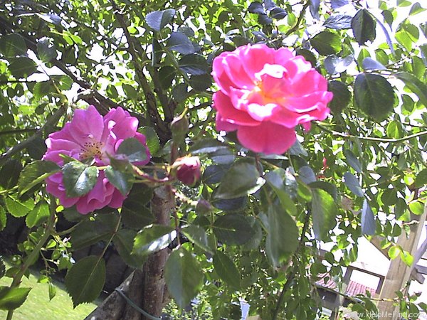 'Magic Meidiland ®' rose photo