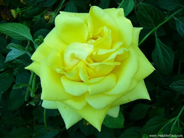 'President Armand Zinsch' rose photo