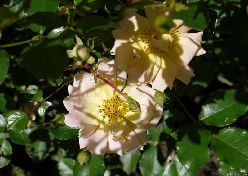 'Apricot Meidiland' rose photo