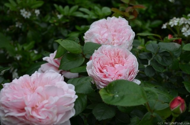 'St. Swithun ™' rose photo