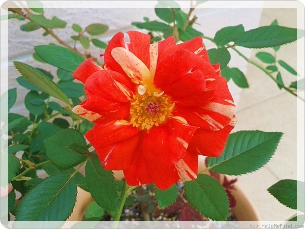 'Matsuri' rose photo