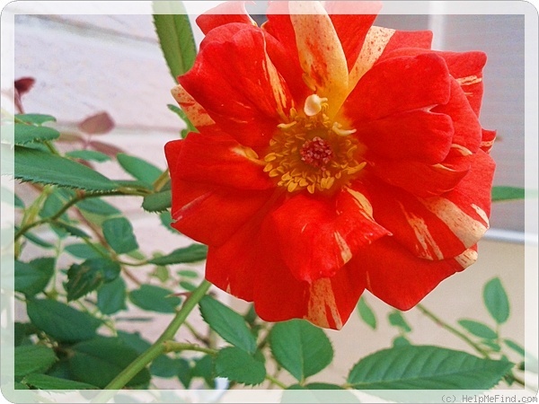 'Matsuri' rose photo