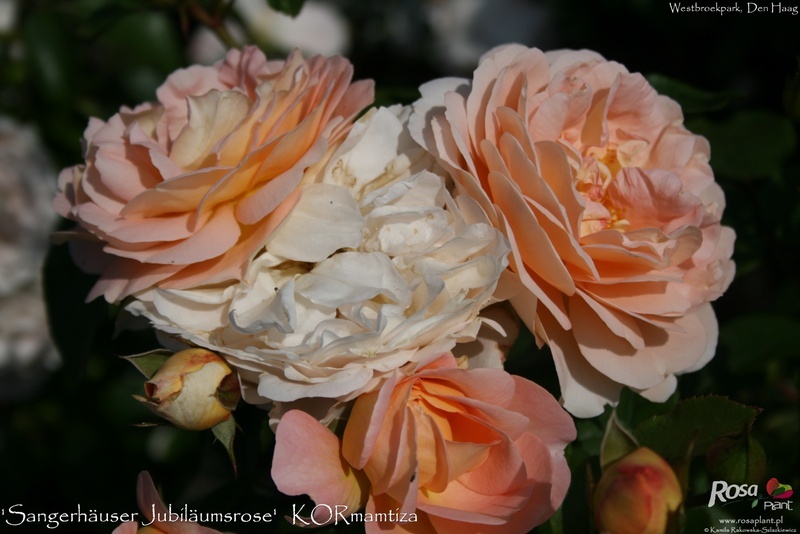 'Sangerhäuser Jubiläumsrose ® (floribunda, Kordes, 2003)' rose photo
