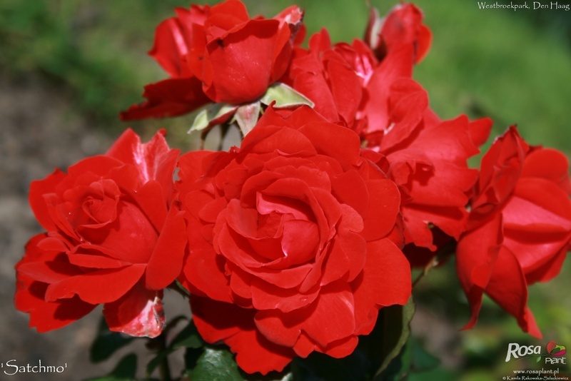 'Satchmo ®' rose photo