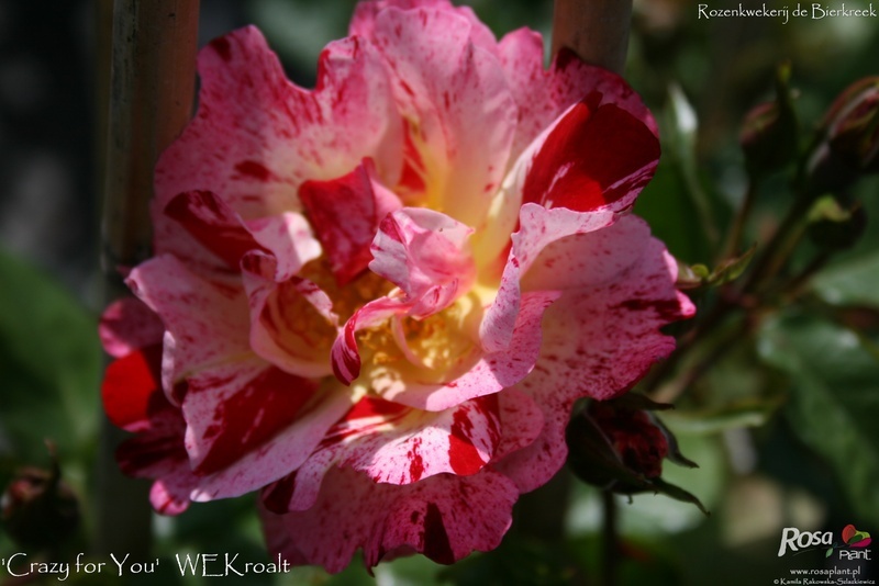 'Crazy for You' rose photo