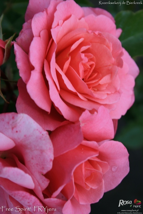 'Free Spirit (floribunda, Fryer, 2006)' rose photo