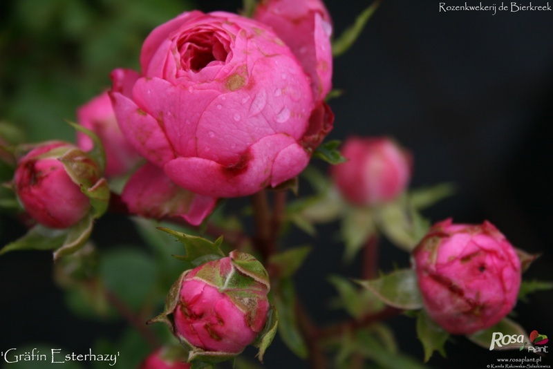 'Gräfin Esterhazy' rose photo