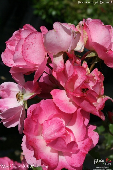 'Maxi Vita®' rose photo