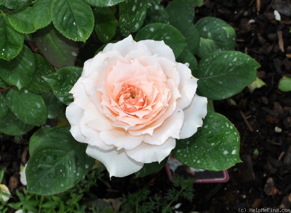 'Monique Darve ®' rose photo