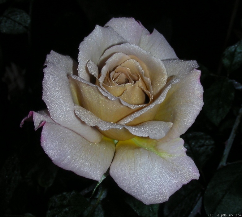 'Grey Dawn' rose, click to enlarge 'Grey Dawn' rose photo