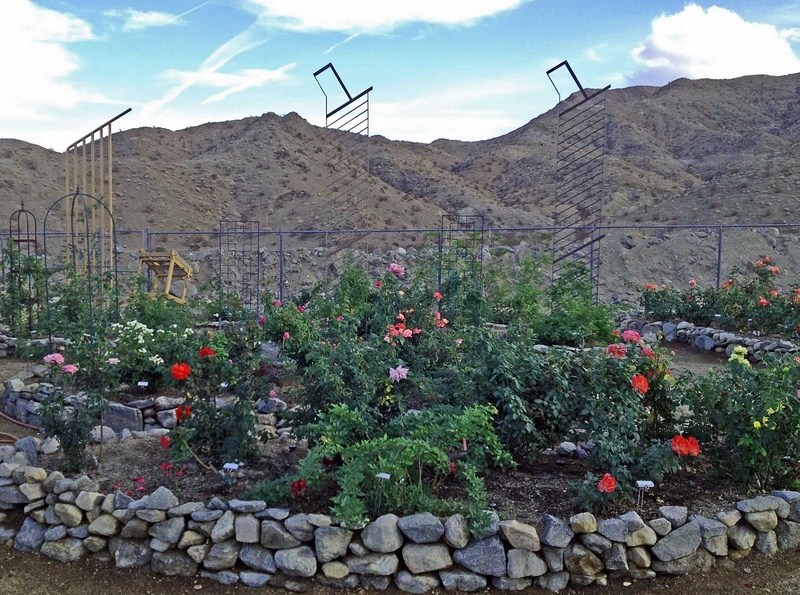 'Cliff's New California Low Desert Garden'  photo