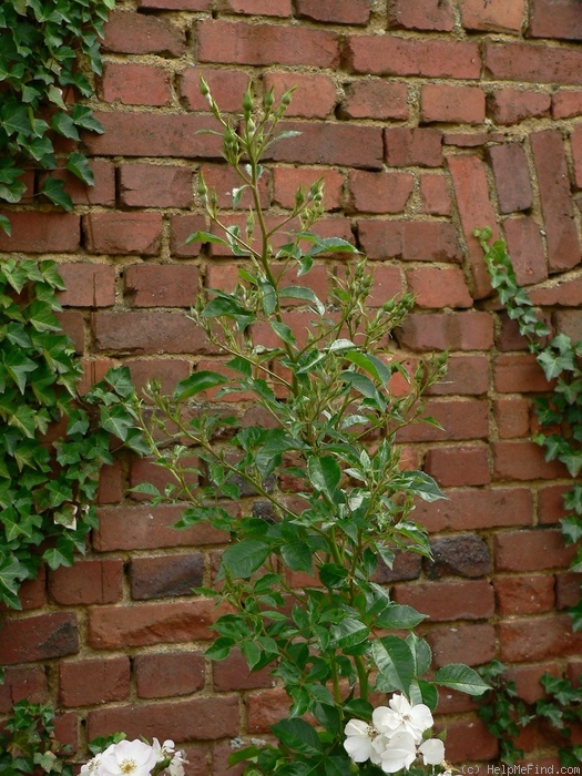 'Vierge Folle ®' rose photo