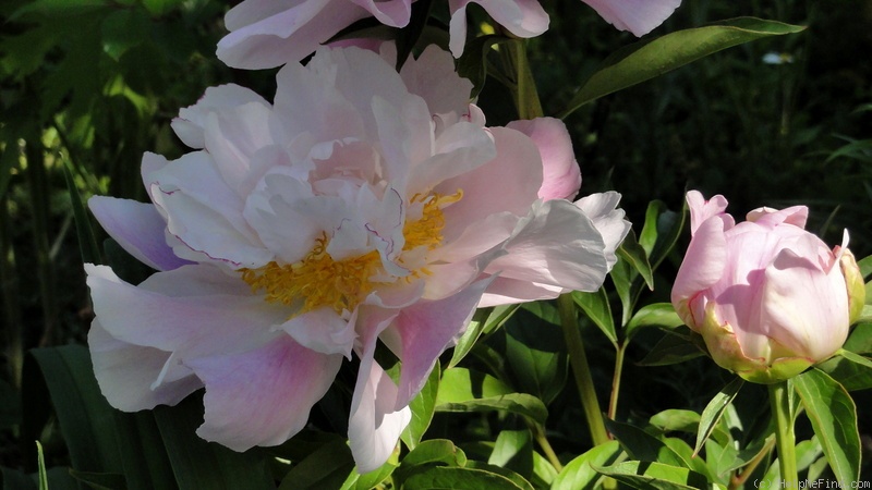 'Catharina Fontijn' peony photo