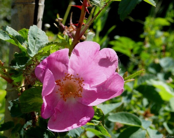 '<i>R. acicularis</i>' rose photo