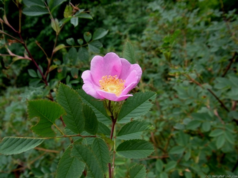 'R. glabrifolia' rose photo