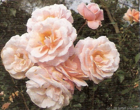 'CAMgen' rose photo