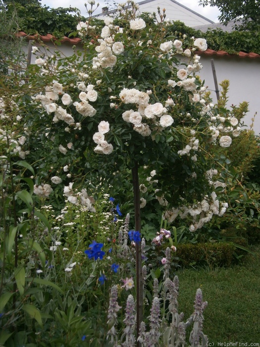 'Swany ®' rose photo