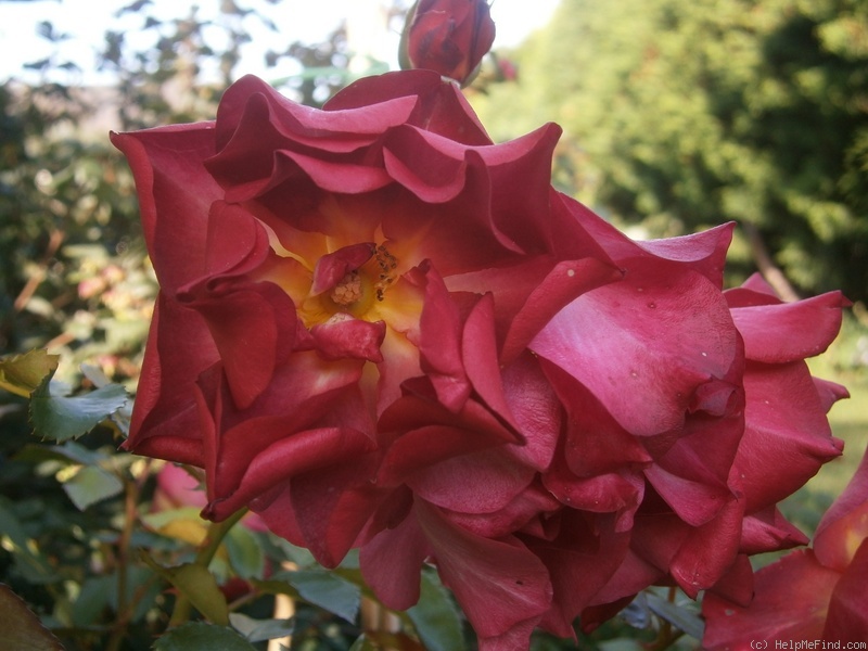 'Cinco de Mayo™ (floribunda, Carruth, 2006)' rose photo