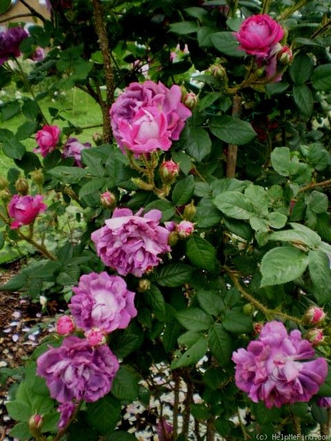 'William Lobb (Moss, Laffay 1855)' rose photo