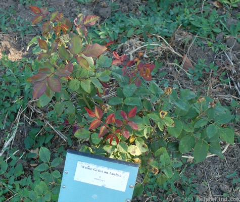 'Weisse Gruss an Aachen' rose photo