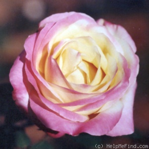 'Rae Dungan' rose photo