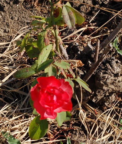 'Lys Assia' rose photo
