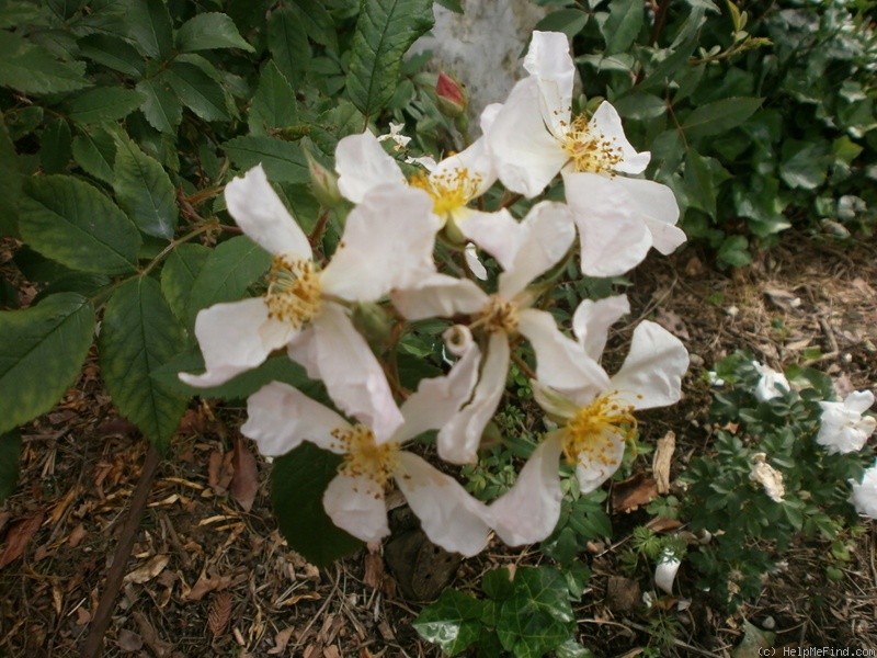 'Mutagrimp' rose photo