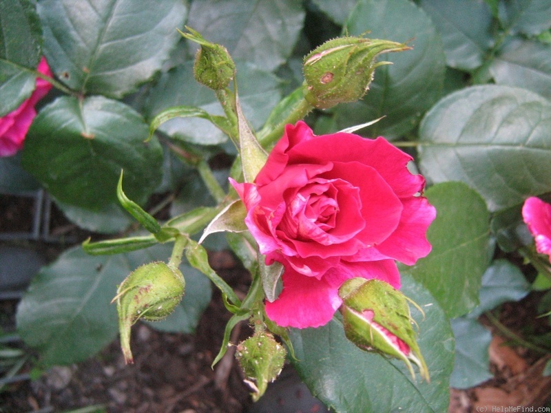 'Guy Savoy' rose photo