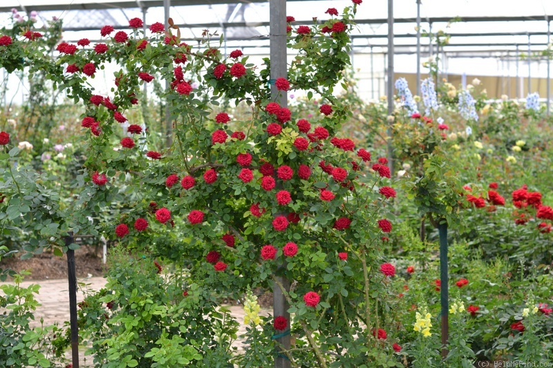 'Scarlet Midinette ™' rose photo