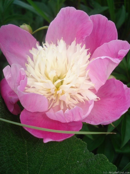 'Władysława' peony photo